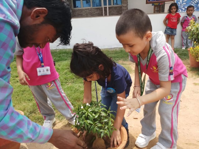 PLANT A SAPLING